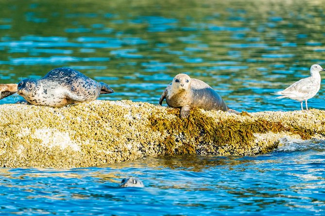 Vancouver City and Seal Colony Scenic Boat Tour - Stop-by-stop: what you’ll see and why each stop matters
