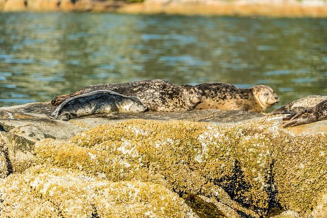 Vancouver City and Seal Colony Scenic Boat Tour - What wildlife you can realistically expect