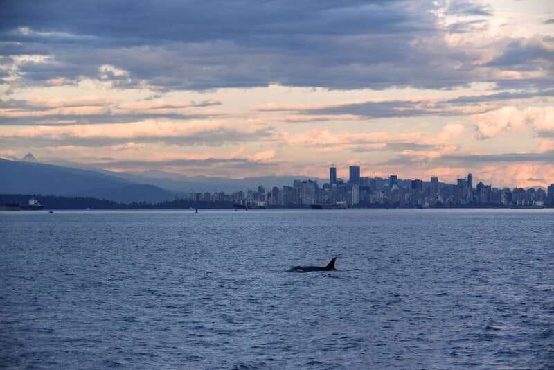 Vancouver: Covered Whale Watching Adventure with Free Photos - Starting on Granville Island, where the action begins