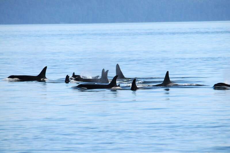 Vancouver: Covered Whale Watching Adventure with Free Photos - What you actually do on the water: guided whale watching in Strait of Georgia waters