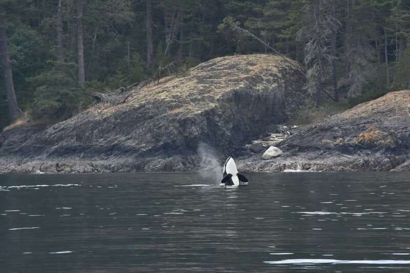 Vancouver: Covered Whale Watching Adventure with Free Photos - Photo package: free pro images that save your camera roll