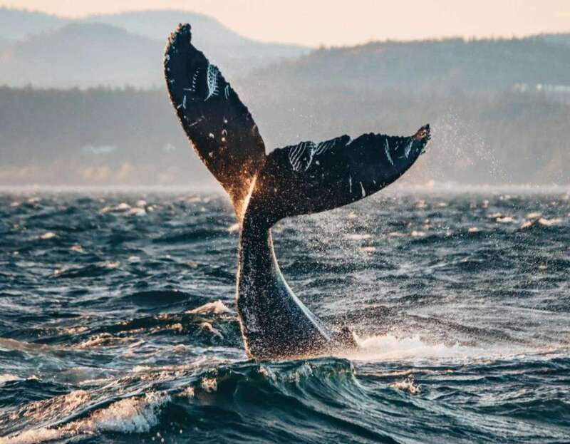 Vancouver: Covered Whale Watching Adventure with Free Photos - Warm drinks, snacks, and what to bring for real comfort