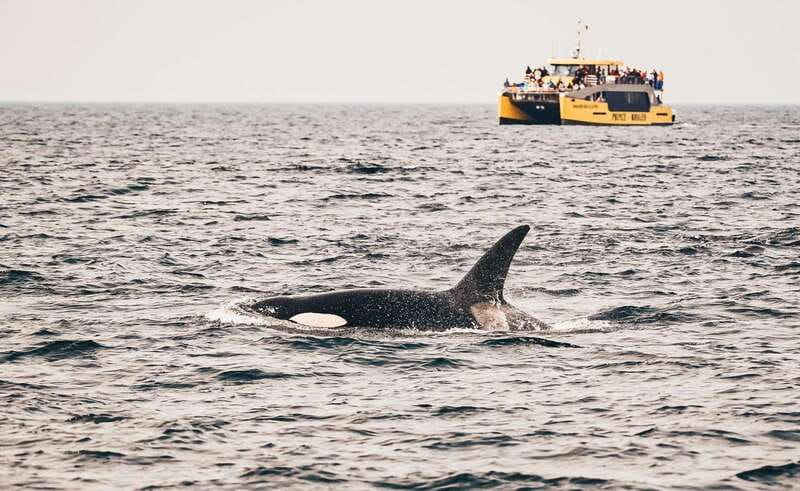 Vancouver: Covered Whale Watching Adventure with Free Photos - The catamaran setup: heated cabin plus real viewing space