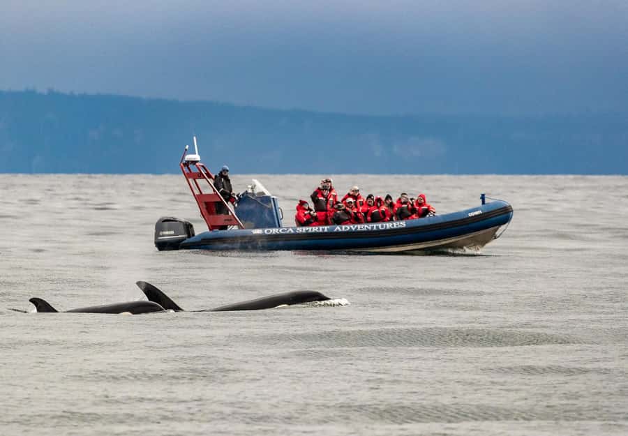 Vancouver: Day Trip to Victoria Seaplane with Whale Watching - Victoria free time: use your hour and keep the day smooth