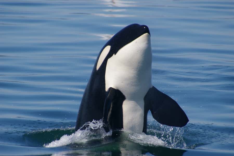 Vancouver: Day Trip to Victoria Seaplane with Whale Watching - Price and value: why $520 can feel high, and when it actually pays off