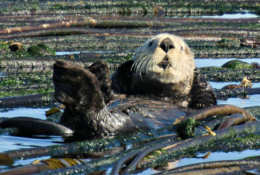Vancouver: Day Trip to Victoria Seaplane with Whale Watching - When this trip is a great match for you