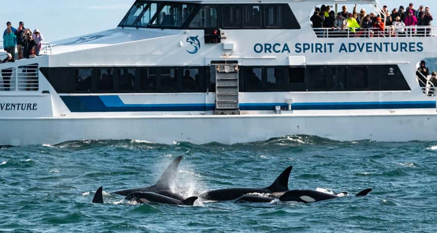 Vancouver: Day Trip to Victoria Seaplane with Whale Watching - Should you book the Vancouver to Victoria seaplane whale watch?