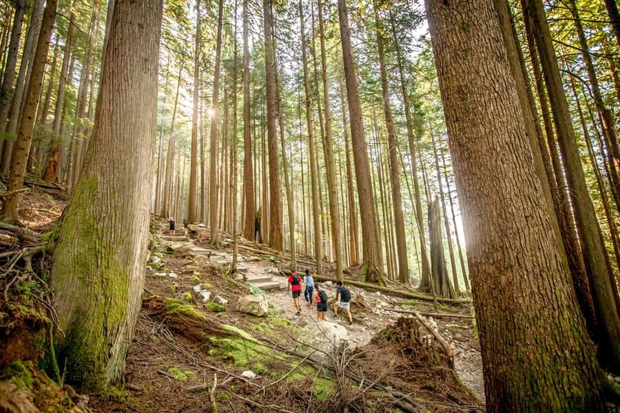Vancouver: Guided Hiking Highlights at Grouse & Lynn Canyon - Grouse Grind: The Climb, the Numbers, and How to Pace It
