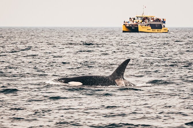 Vancouver Half-Day Whale Watching Adventure with Free Photos - Key things I’d mark on my map before booking