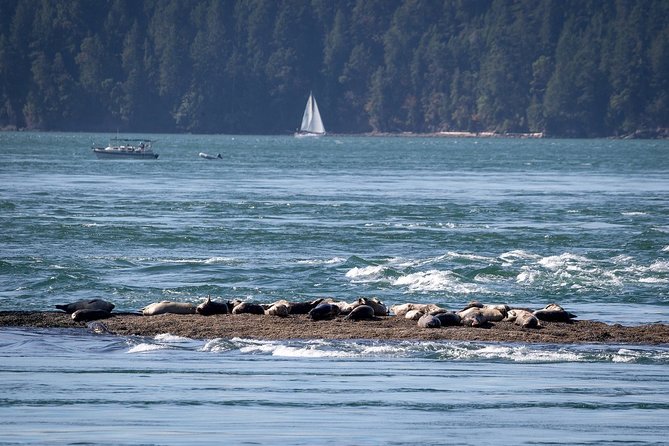Vancouver Half-Day Whale Watching Adventure with Free Photos - The wildlife you might see, plus how to manage expectations