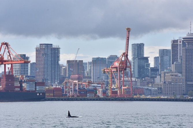 Vancouver Half-Day Whale Watching Adventure with Free Photos - The free photos: a smart value add, not a gimmick