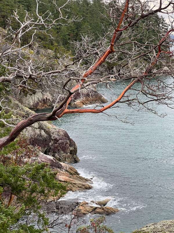 Vancouver: Lighthouse Park Hike - The 6 km route: a relatively easy hike with real payoff