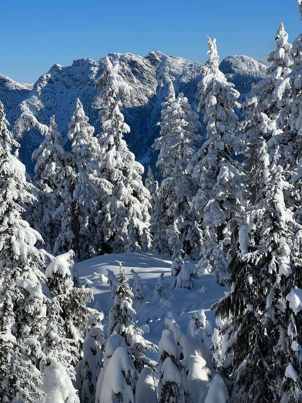 Vancouver: North Shore Mountains Snowshoeing with Transfer - What You Do on the Trail (And Why It Feels Special)