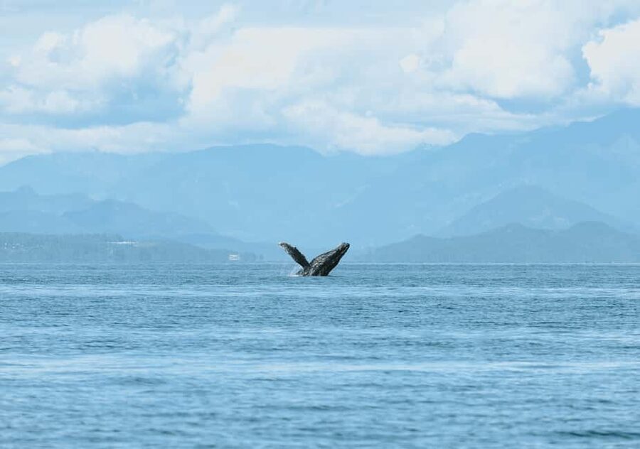 Vancouver: Open-air Whale Watching Tour, Granville Island - What to pack for a Vancouver sea day