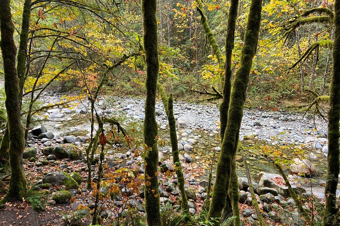 Vancouver Rainforest Hike with Waterfalls, Suspension Bridge, Old Growth Forest - The Natural Swimming Pool Moment: Fun, but Go With Caution