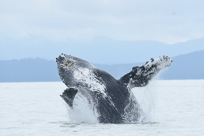 Vancouver's Intimate West Coast Whale Watching Experience - Key things I’d bet on before you go