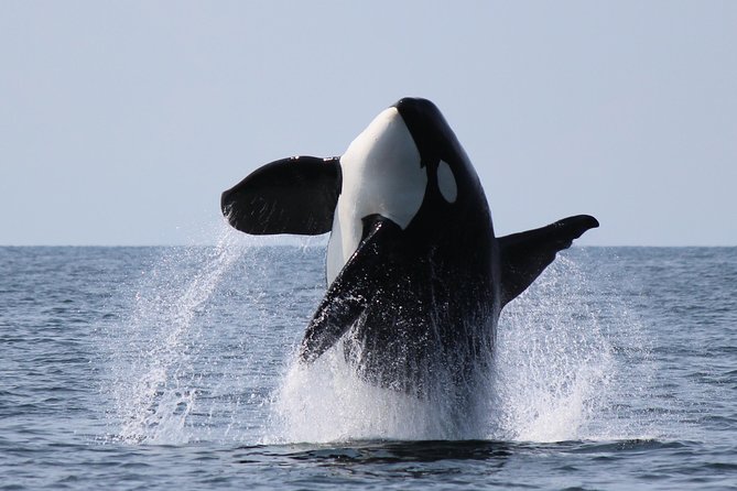 Vancouver's Intimate West Coast Whale Watching Experience - How the whales hunting works on the day you go