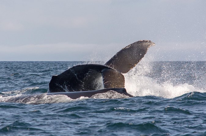 Vancouver's Intimate West Coast Whale Watching Experience - On the Zodiac or open boat: comfort and viewing tips that matter