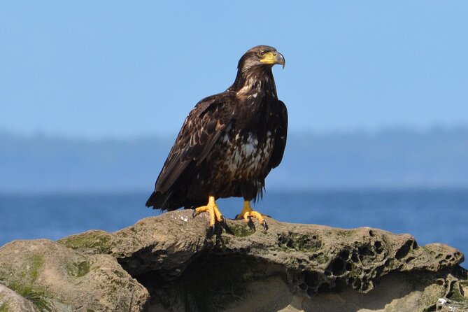 Vancouver's Intimate West Coast Whale Watching Experience - The guide experience: names you might hear, facts you can use