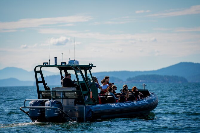 Vancouver's Intimate West Coast Whale Watching Experience - The “small-group” part that actually changes your experience