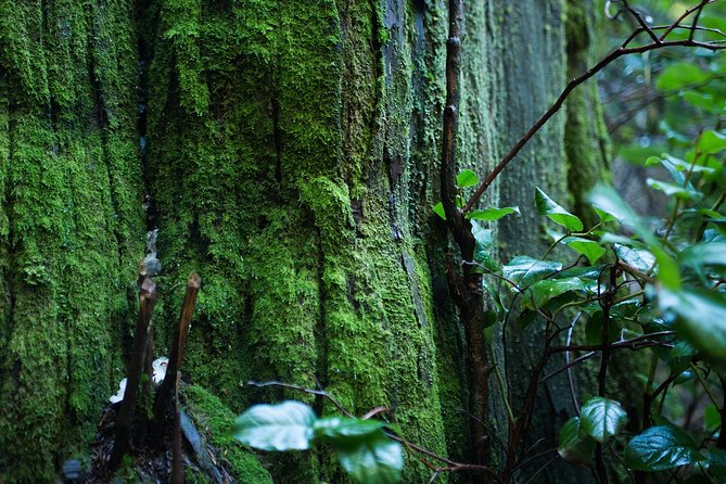 Vancouver Secrets of Stanley Park Walking Tour - Deadman’s Island: hidden cemeteries and smallpox-era stories