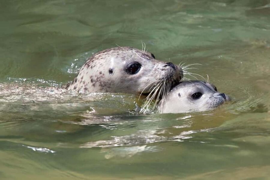 Vancouver: Snorkel, Kayak, and Seal Adventure Boat Tour - How the Howe Sound tour runs from Horseshoe Bay
