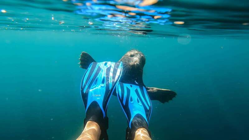 Vancouver: Snorkeling Seals Kayaking Scenic Boat Tour - Booking momentum and what it means for your schedule