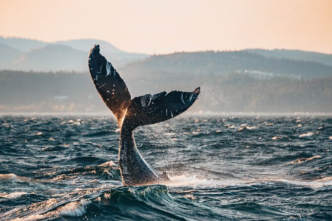 Vancouver Sunset Whale Watching Adventure with Free Photos - Key things you’ll notice on this tour