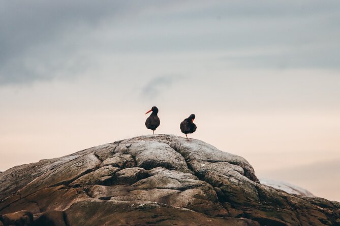 Vancouver Sunset Whale Watching Adventure with Free Photos - Wildlife you should be ready for