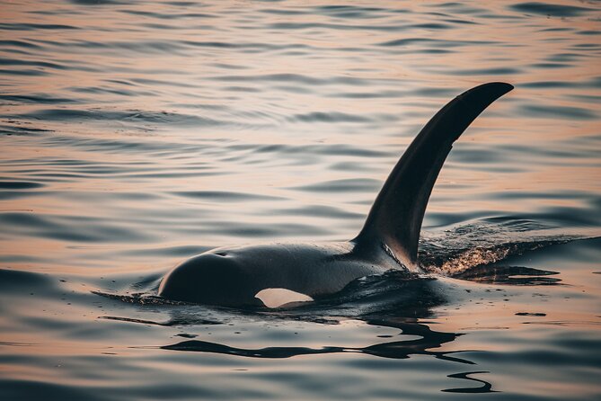 Vancouver Sunset Whale Watching Adventure with Free Photos - The people make the trip: naturalists, captains, and real narration