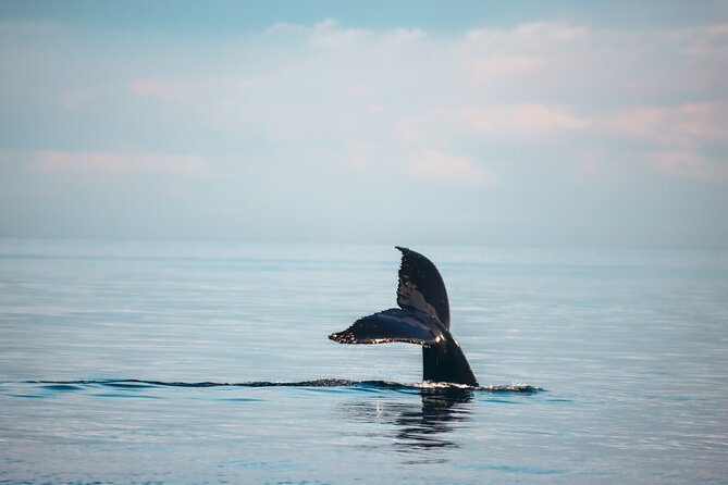 Vancouver Sunset Whale Watching Adventure with Free Photos - Timing matters: why you might finish earlier than 5 hours