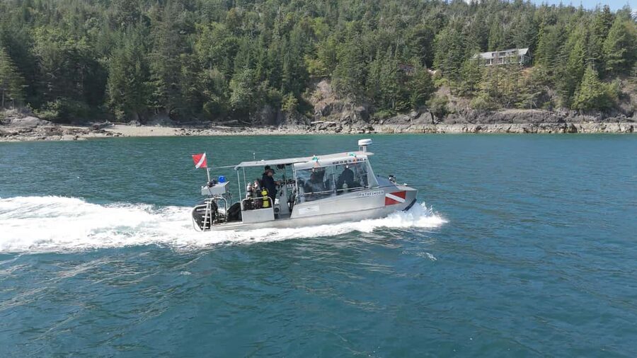 Vancouver UNESCO Biosphere Reserve Wildlife Scenic Boat Tour - Wildlife viewing in Howe Sound: what to watch for