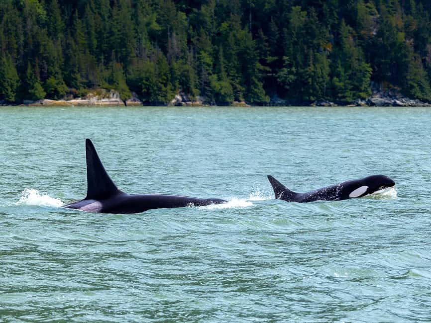 Vancouver UNESCO Biosphere Reserve Wildlife Scenic Boat Tour - Onboard perks: coffee, tea, soup, and snacks that make the trip feel complete