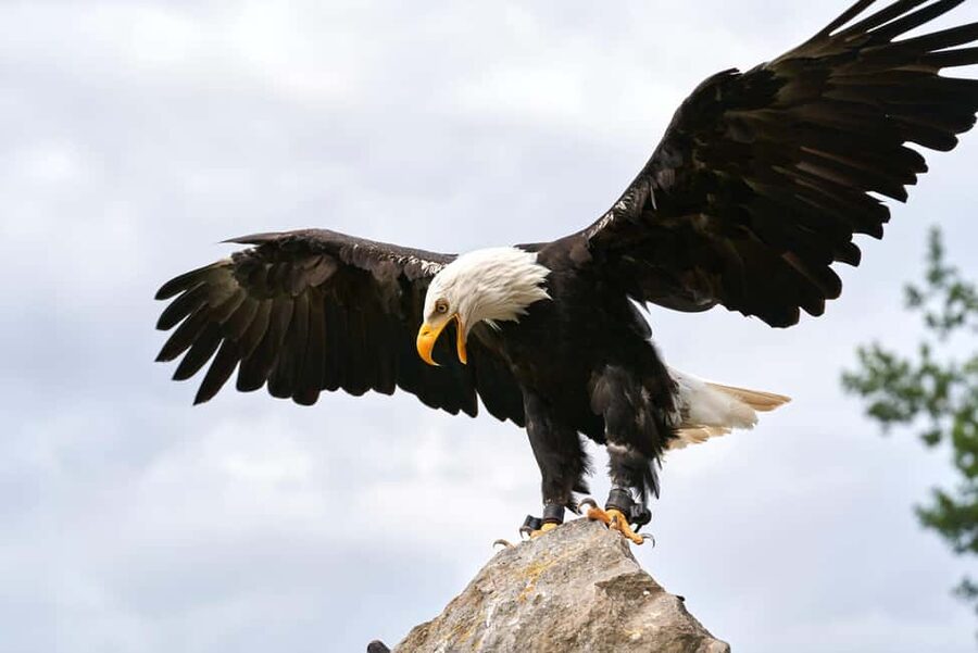 Vancouver UNESCO Biosphere Reserve Wildlife Scenic Boat Tour - Who should book this Howe Sound boat tour?