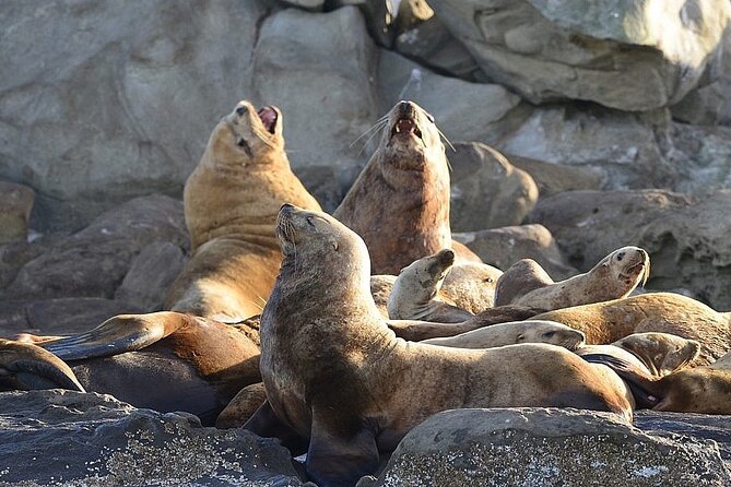 Vancouver UNESCO Biosphere Reserve Wildlife Scenic Boat Tour - Weather, what can change, and how to keep expectations right