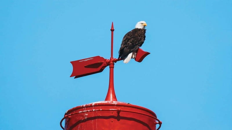 Vancouver: Waterfront Sightseeing Tour - City and Nature - What Makes This Waterfront Tour Worth Your Time