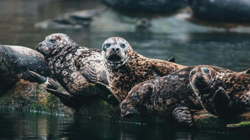 Vancouver: Waterfront Sightseeing Tour - City and Nature - Small Group Size, Free Photo Package, and Guide Momentum