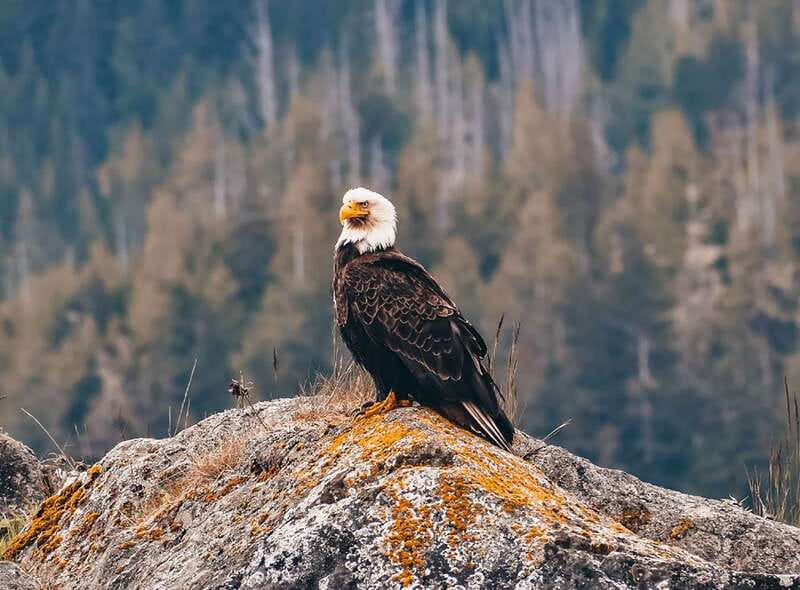 Vancouver: Waterfront Sightseeing Tour - City and Waterfall - Siwash Rock to Coal Harbour: starting with coastline drama and local landmarks