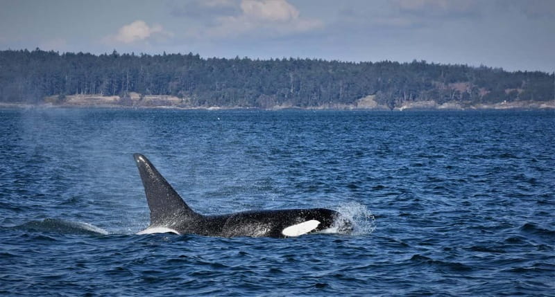 Vancouver Whale Watching Safari - Key highlights to know before you go