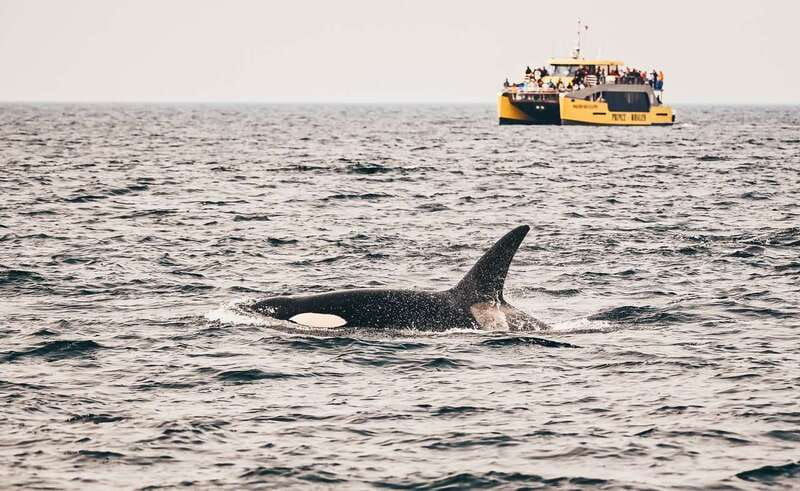Vancouver Whale Watching Safari - Best For: Who This Whale Safari Fits, and Who Should Skip