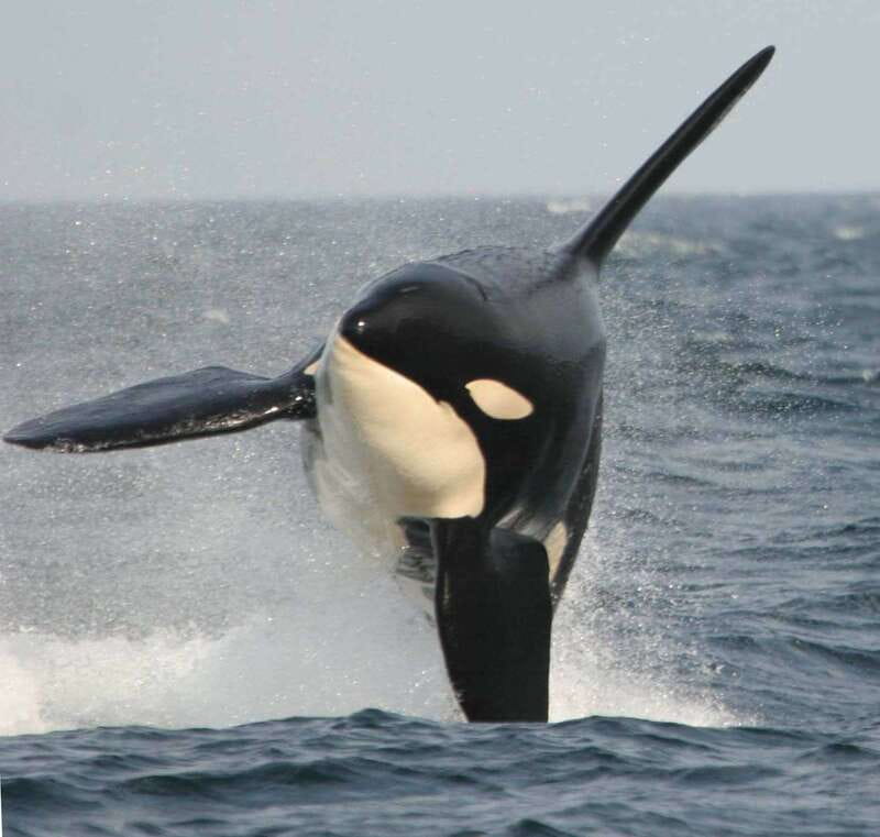Vancouver Whale Watching Safari - How This Vancouver Killer Whale Safari Works in Real Life