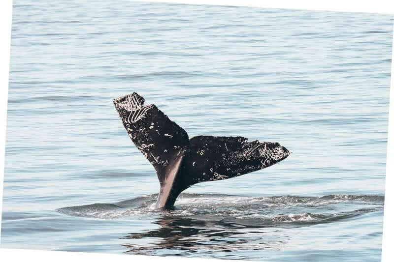 Vancouver Whale Watching Safari - The Speedboat Killer Whale Search, with 85% to 90% Chances