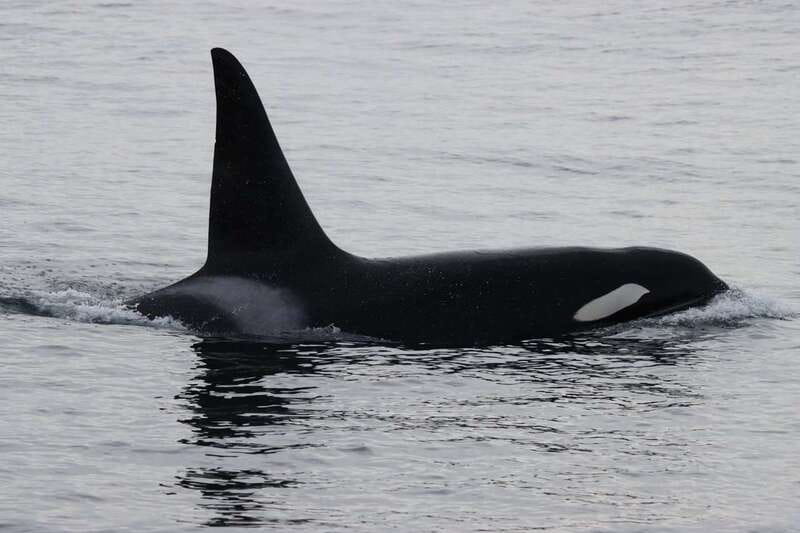 Vancouver Whale Watching Safari - What You Might See Besides Killer Whales