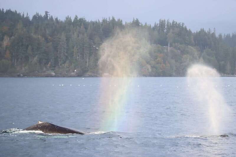 Vancouver Whale Watching Safari - Onboard Comfort: Toilets, Hot Drinks, and Weather Reality