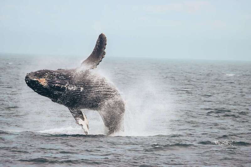 Vancouver Whale Watching Safari - Granville Island Finish: A Convenient Vancouver Reward