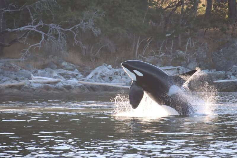 Vancouver Whale Watching Safari - Price and Value: What $316 Gets You