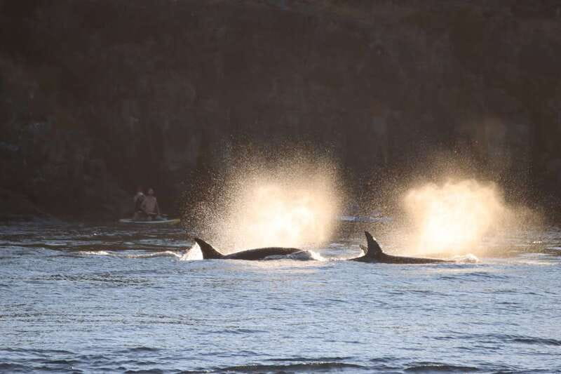Vancouver Whale Watching Safari - Timing Rules by Month, and Why Your Morning Matters