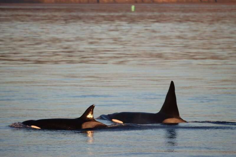 Vancouver Whale Watching Safari - From Hotel Pickup to the Covered Boat Dock