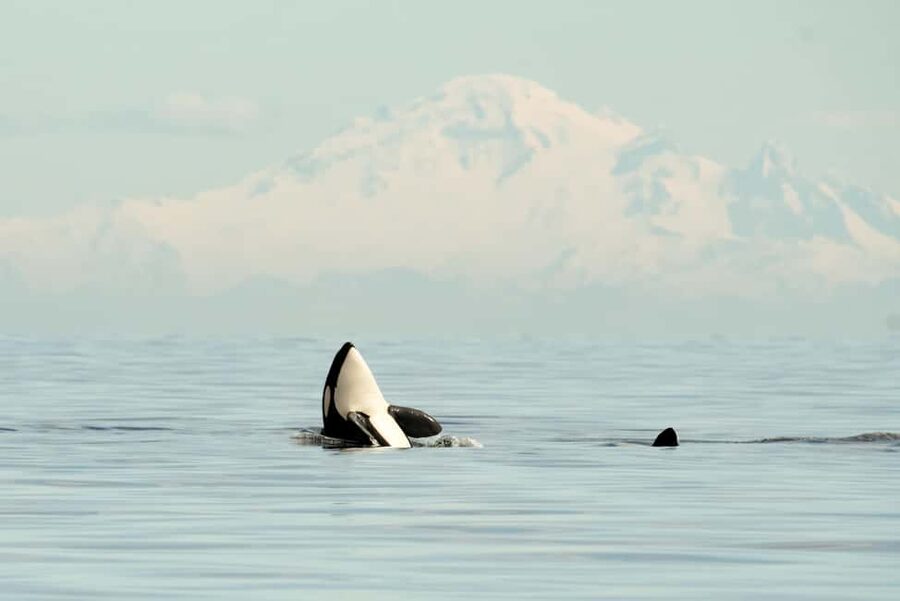Vancouver: Zodiac Whale Watching Tour from Granville Island - Fast Zodiac, Real Up-Close Wildlife From Granville Island