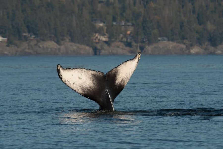 Vancouver: Zodiac Whale Watching Tour from Granville Island - The Marine Naturalist: What You Learn Beside the Sighting